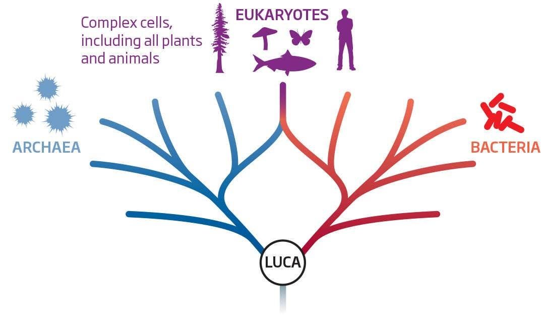 Tree diagram from LUCA branching into archaea, bacteria and eukaryotes, with eukaryotes labelled as complex cells including all plants and animals