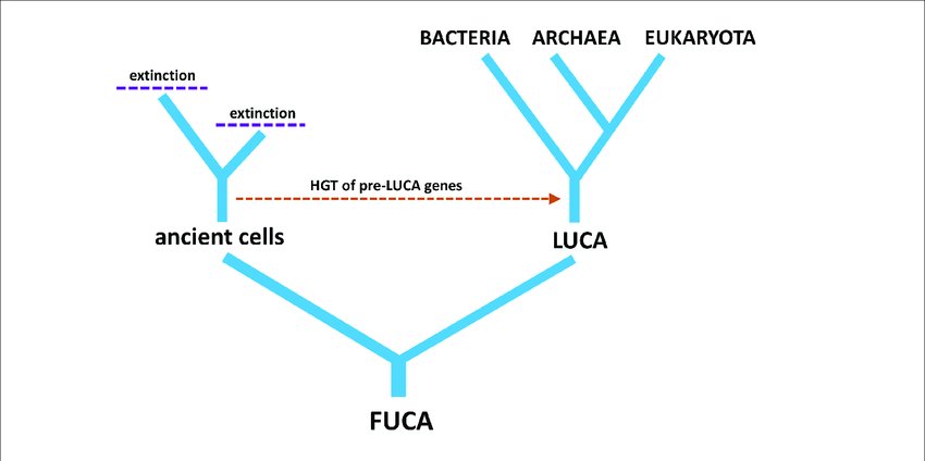 Tree diagram from FUCA to ancient cells and LUCA, with horizontal gene transfer of pre-LUCA genes, then LUCA branching into bacteria, archaea and eukaryota