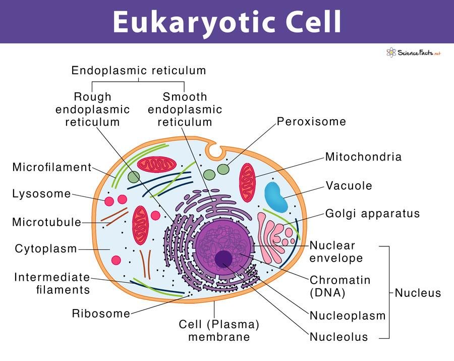 Labelled eukaryotic cell diagram showing the nucleus (nucleolus, chromatin, nuclear envelope), rough and smooth endoplasmic reticulum, Golgi apparatus, mitochondria, lysosome, peroxisome, vacuole, ribosomes and cytoskeleton
