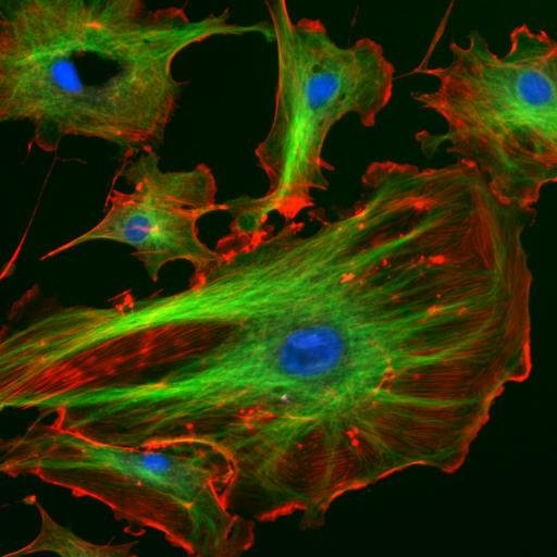 Fluorescence micrograph of cells with microtubules stained green, microfilaments red and the DNA-containing nucleus blue, showing the cytoskeleton's branching network