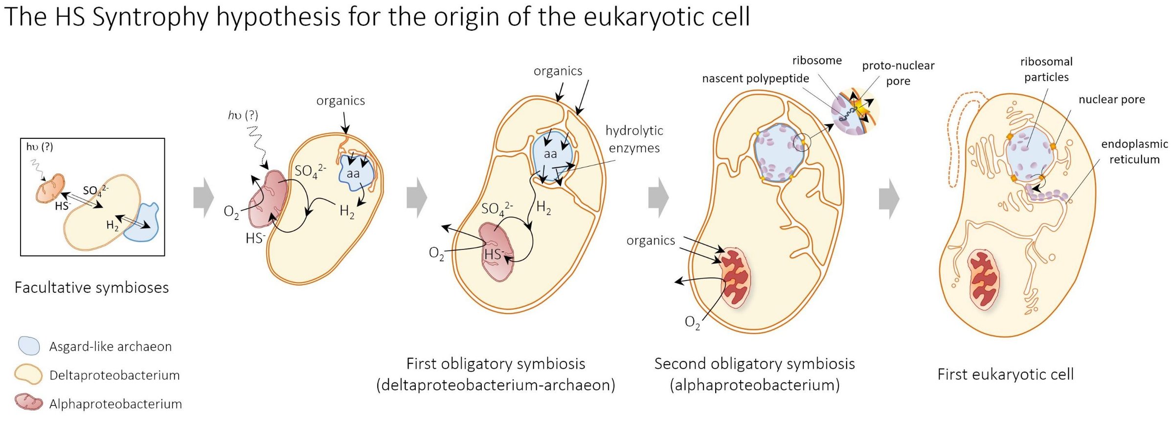 The HS syntrophy hypothesis for eukaryotic origin: an Asgard-like archaeon in facultative symbiosis with a deltaproteobacterium then an alphaproteobacterium, forming the first eukaryotic cell with a nucleus and mitochondrion
