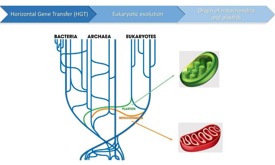 Diagram of horizontal gene transfer and eukaryotic evolution: a tree of bacteria, archaea and eukaryotes with plastids and mitochondria branching off as chloroplast and mitochondrion organelles