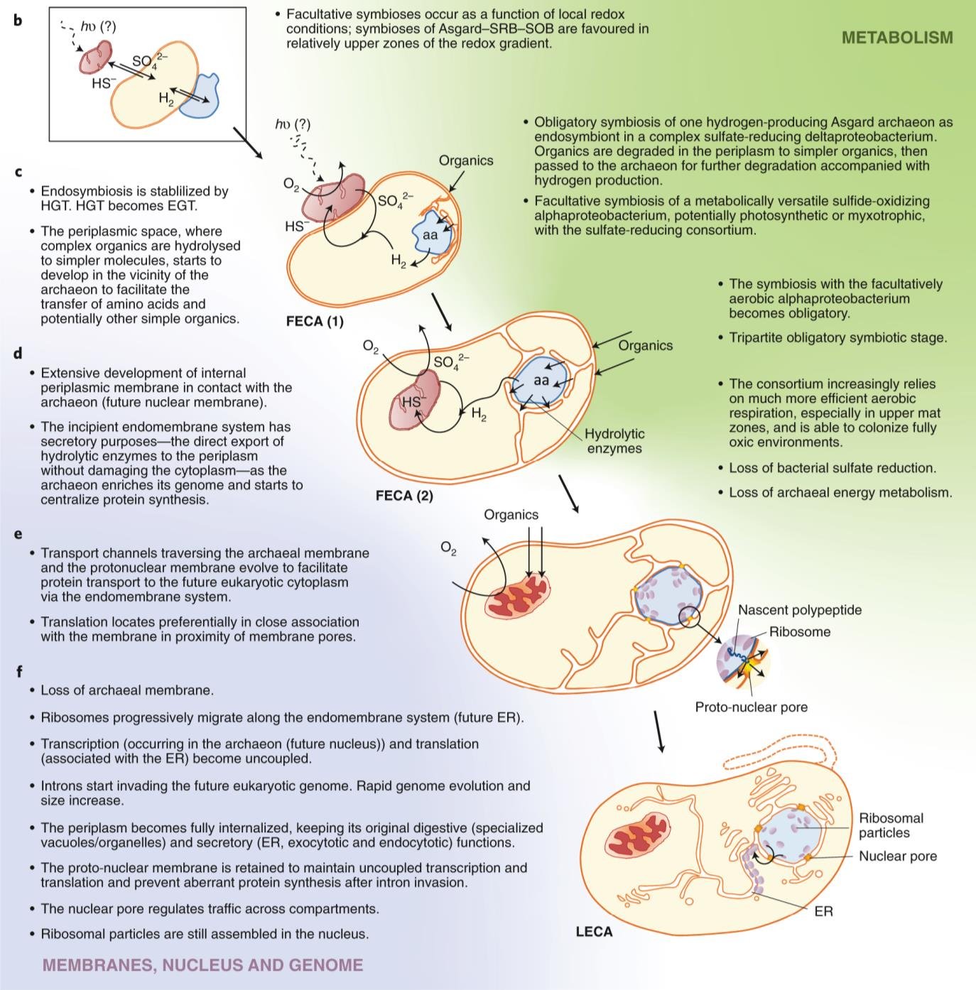 Detailed eukaryogenesis model: FECA(1) and FECA(2) show an Asgard archaeon in symbiosis with a sulfate-reducing bacterium developing a periplasm, then an alphaproteobacterium joins to form LECA with a nucleus, ER and mitochondrion