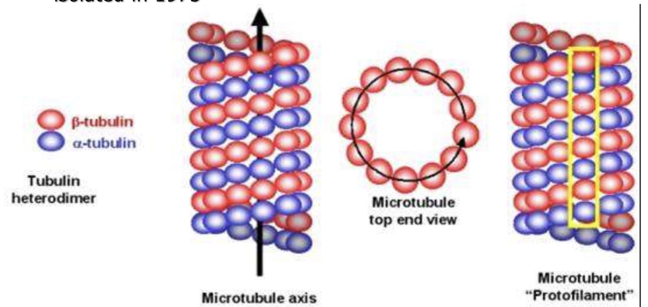 Diagram of a microtubule showing alpha and beta tubulin forming a heterodimer, the microtubule seen from the top and in cross-section, and a single protofilament along the microtubule axis